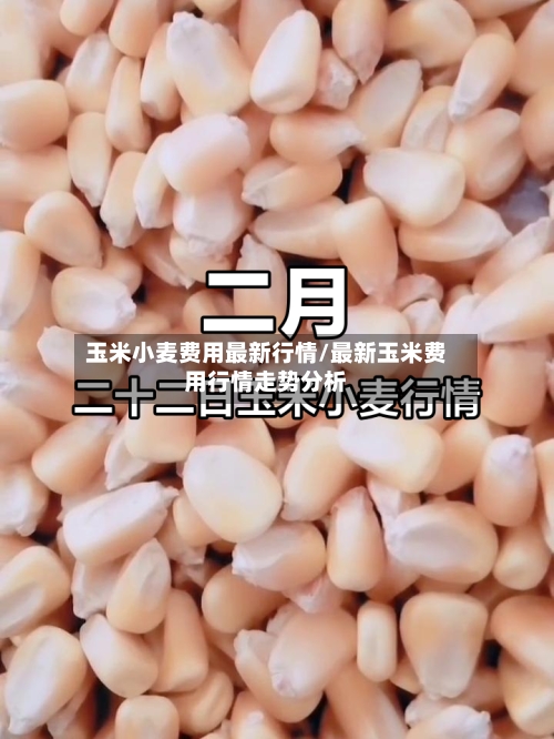 玉米小麦费用最新行情/最新玉米费用行情走势分析